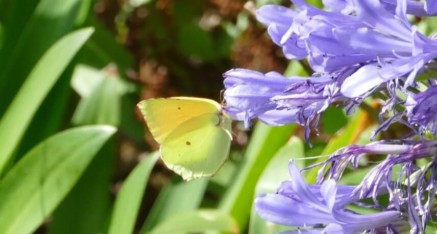 Flora and Fauna tours in Madeira - Cleópatra da Madeira